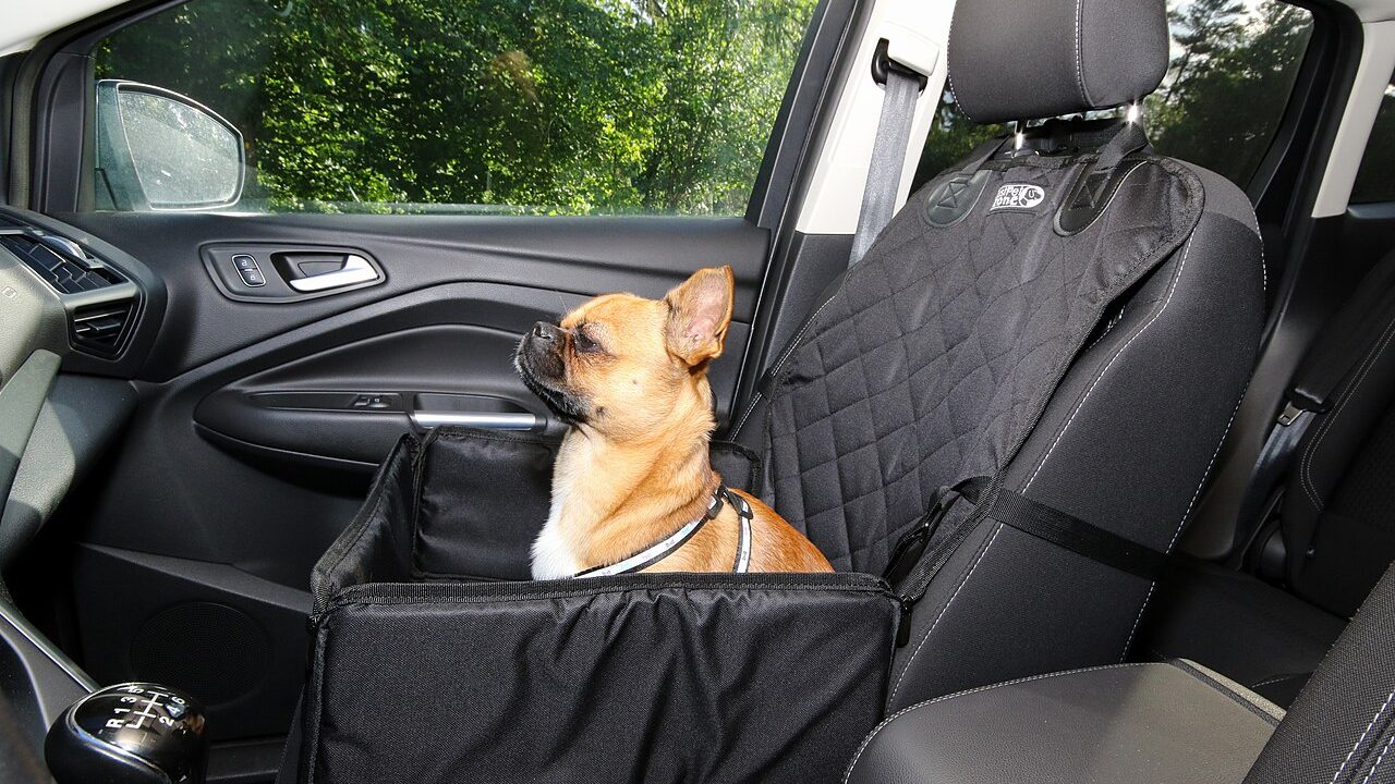 Booking a ferry with a pet: charges, paperwork and the rules that matter